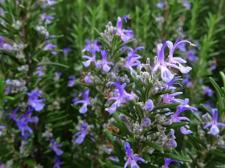 Fiori di rosmarino