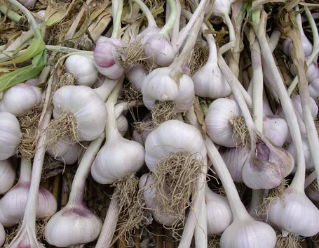 Teste d'aglio ancora sotto forma di bulbi