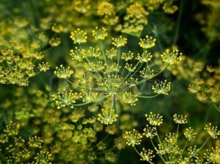 fiori aneto