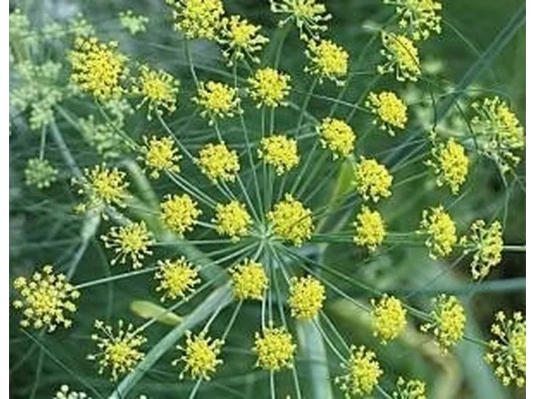 fiore