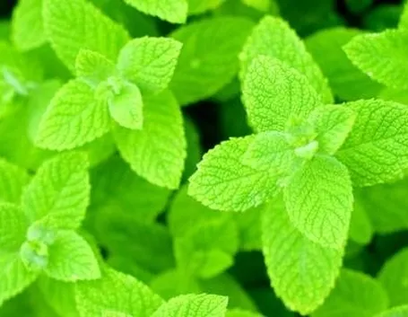 menta 