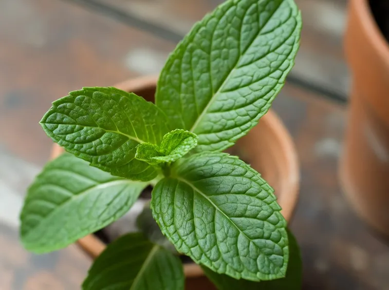 menta