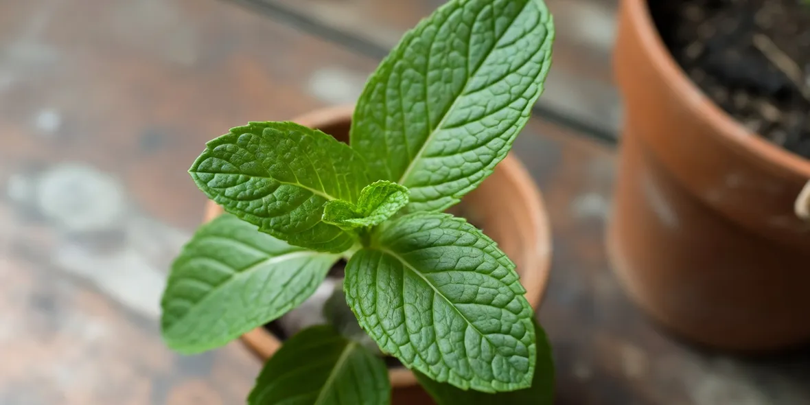 menta