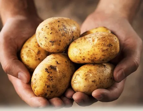 Coltivazione delle patate 