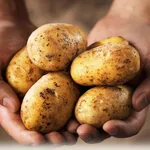 Coltivazione delle patate 