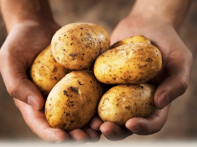 Coltivazione delle patate 
