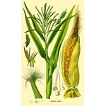 disegno botanico dello Zea Mays