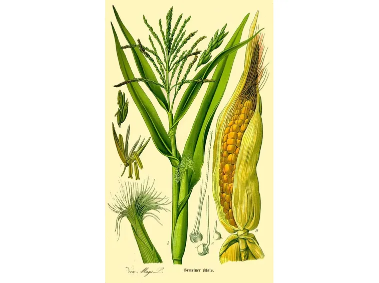 disegno botanico dello Zea Mays