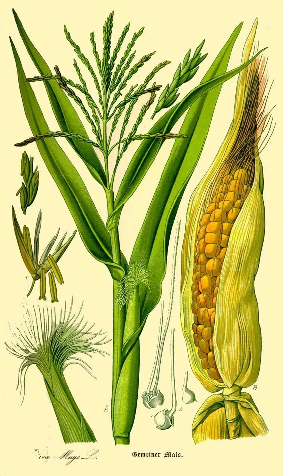 disegno botanico dello Zea Mays