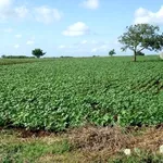 Campo di fagiolini