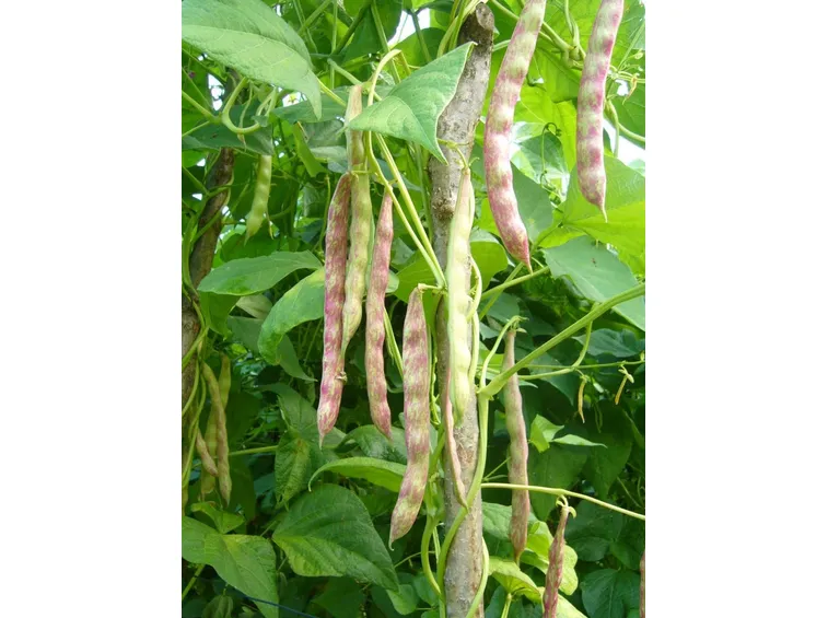 Fagioli borlotti
