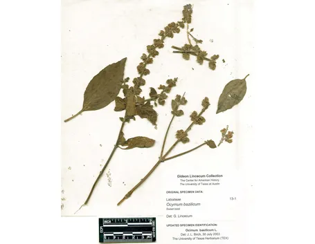 pagina di erbario dedicata al basilico