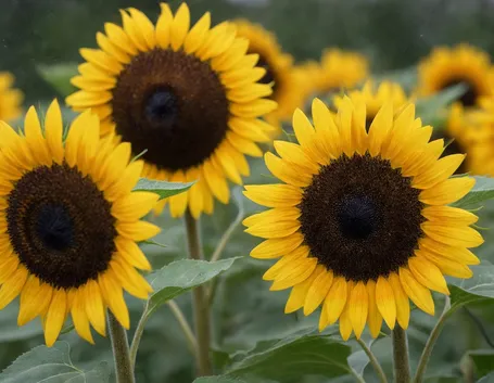 Campo di girasoli