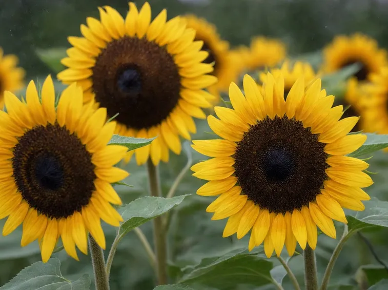 Campo di girasoli