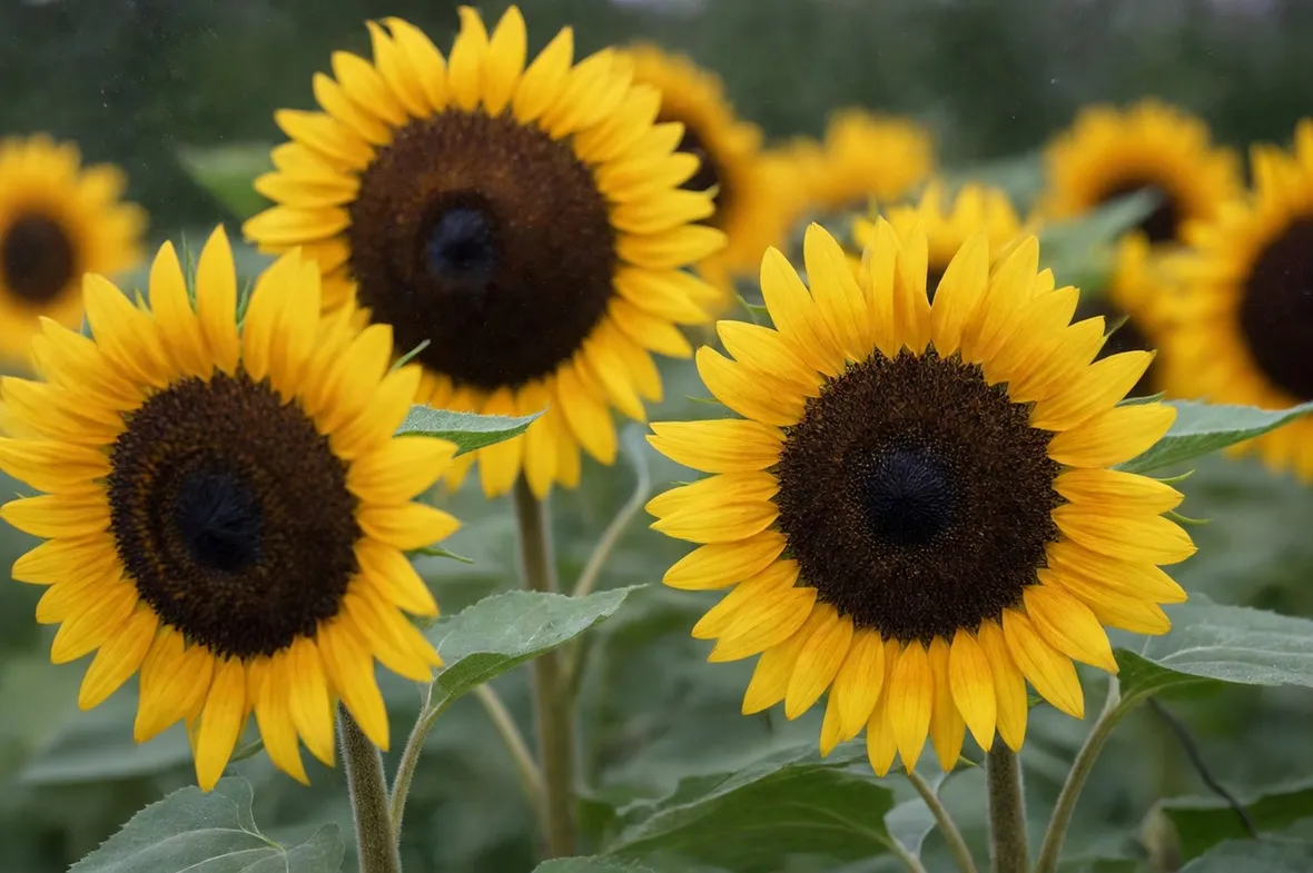 Campo di girasoli