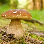 Coltivazione dei porcini 