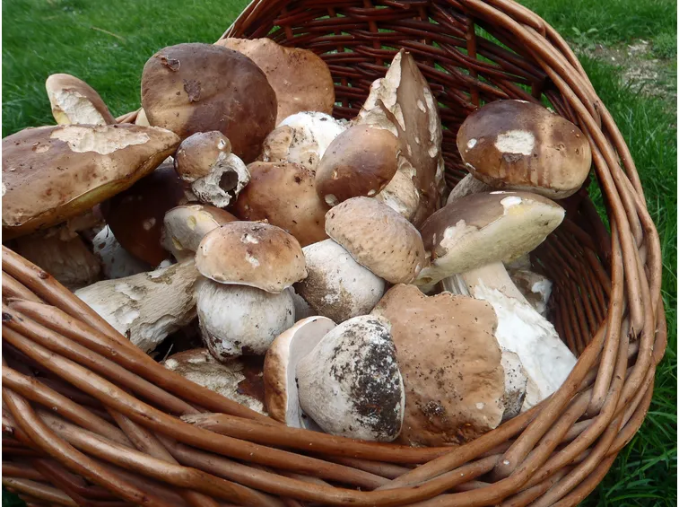 raccolto funghi porcini