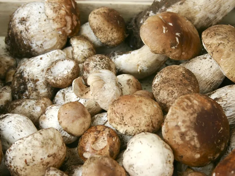 porcini coltivazione