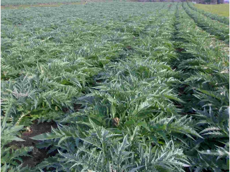 Campo di carciofi in piena vegetazione
