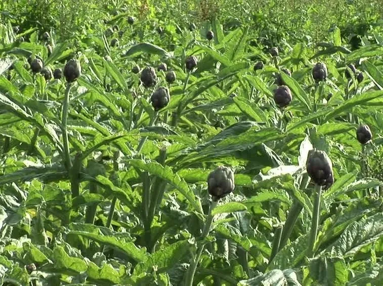 Carciofi in pieno campo