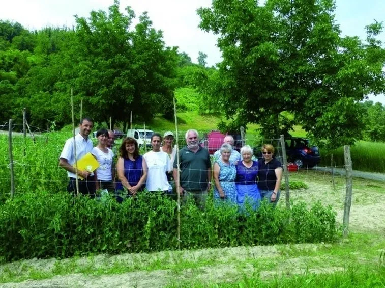 coltivazione di piselli in terra