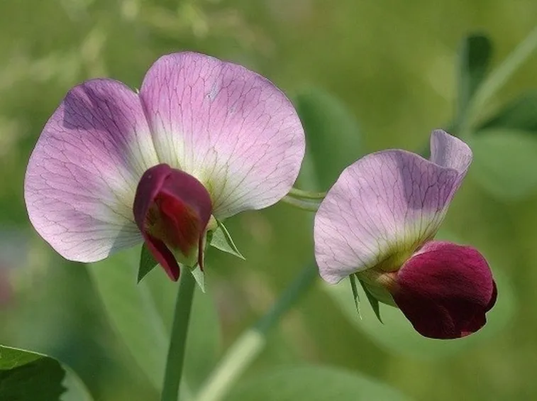 fiore dei piselli mangiatutto
