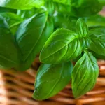 basilico