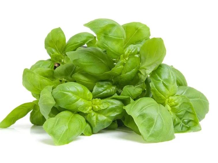 basilico2