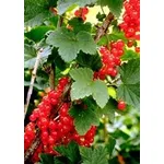 ribes rosso 