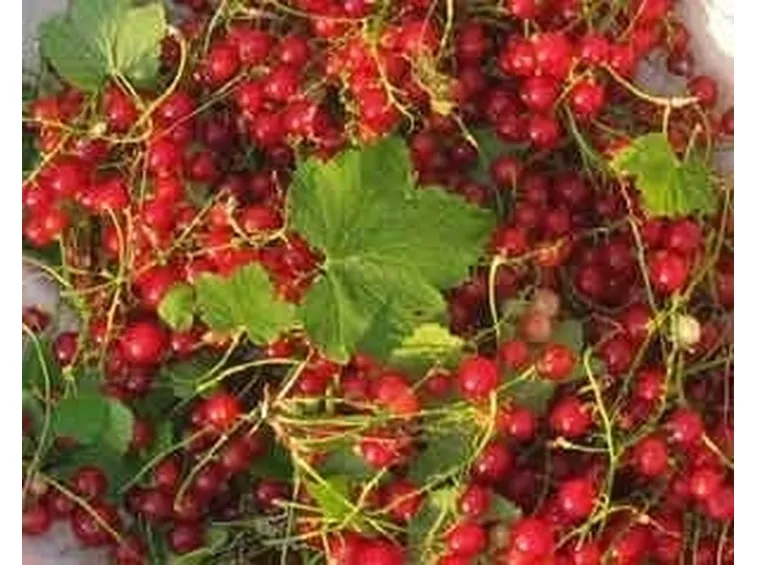 ribes arbusto 