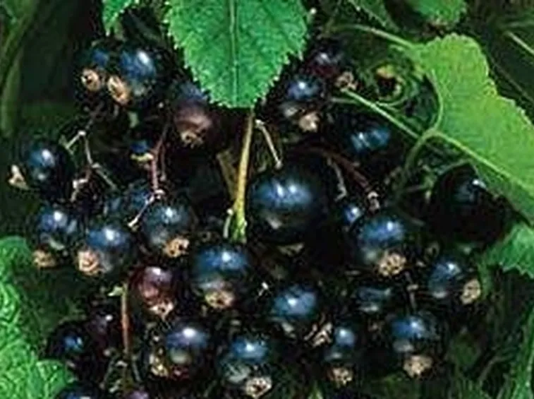 ribes nero 