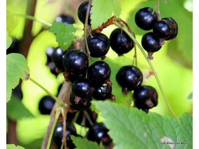 ribes grappolo 