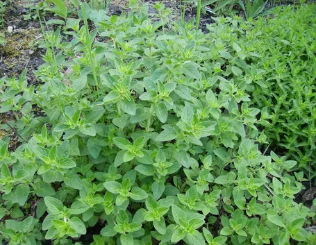 pianta origano 