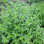 pianta origano 