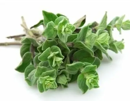rametti maggiorana 