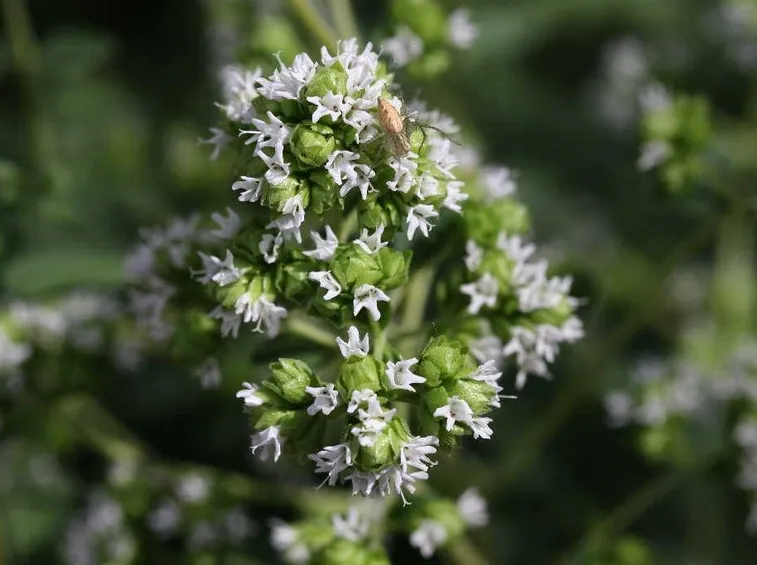 fiori maggiorana 