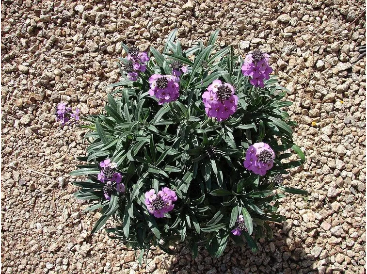 malva 