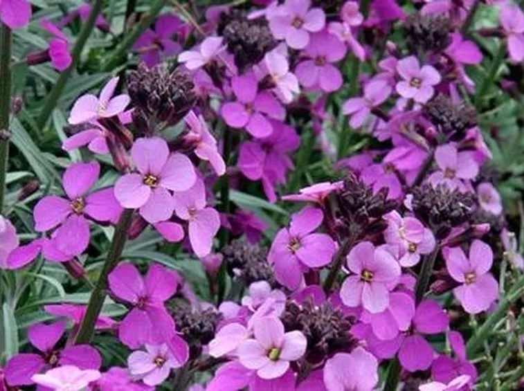 fiori malva 
