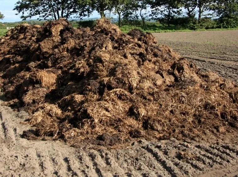 Stallatico sul campo