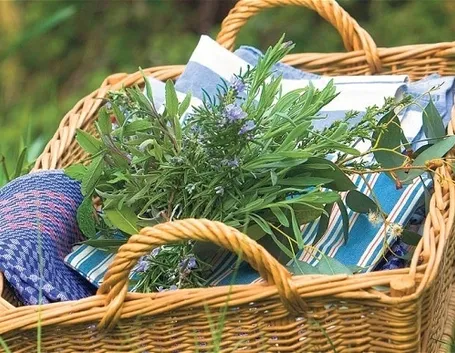 piante aromatiche 