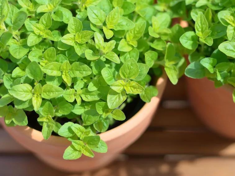 maggiorana