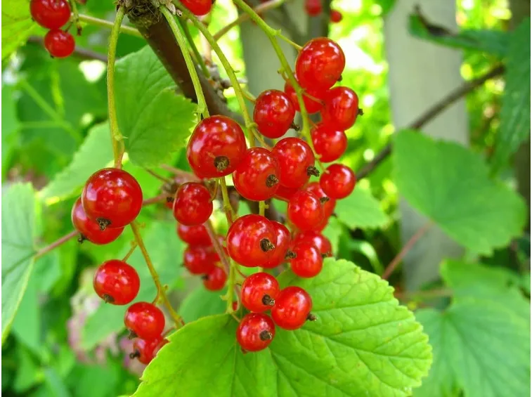 ribes