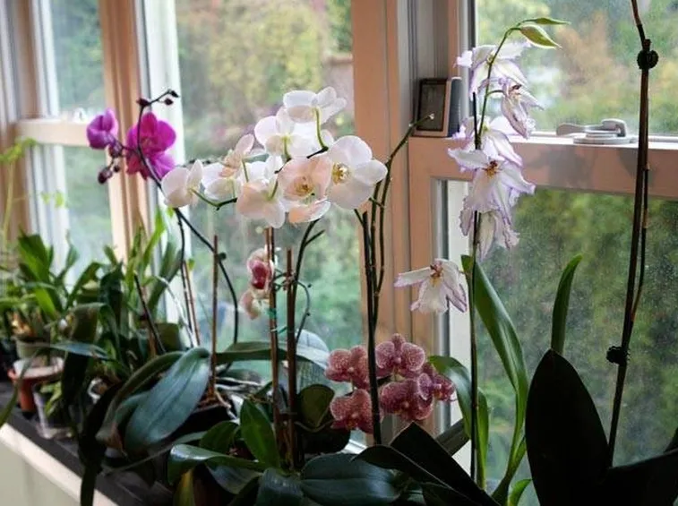 Coltivare le orchidee 