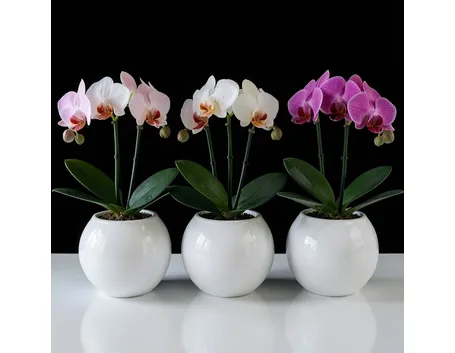 mini orchidea1