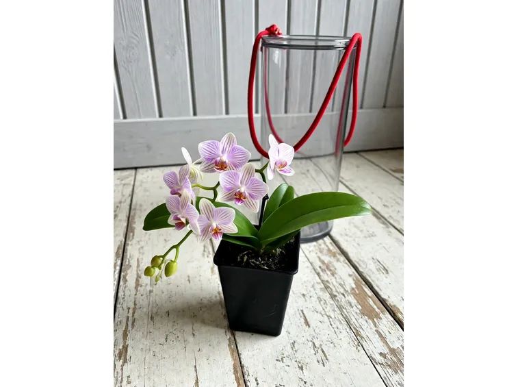 mini orchidea2