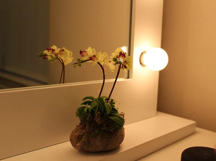 orchidea mini