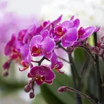 orchidee viola