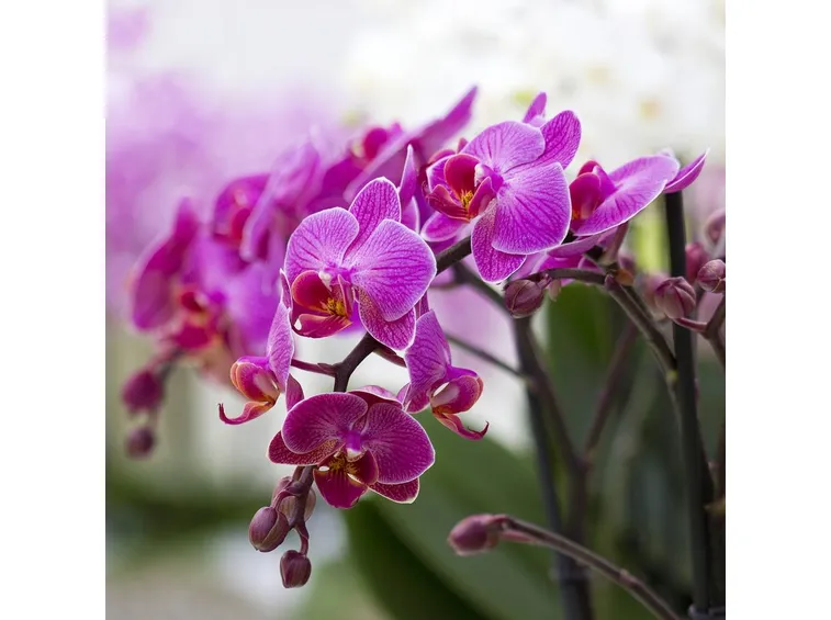 orchidee viola