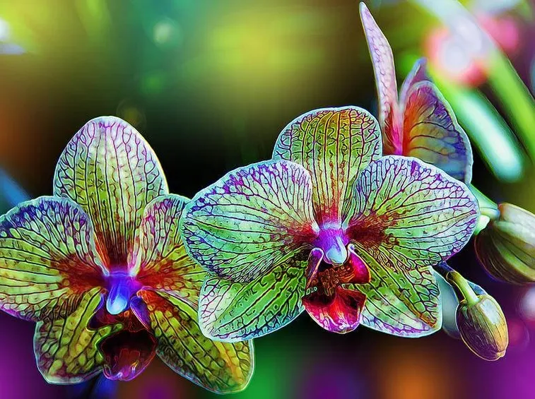 orchidee