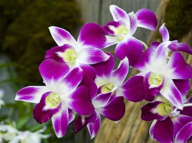 orchidee